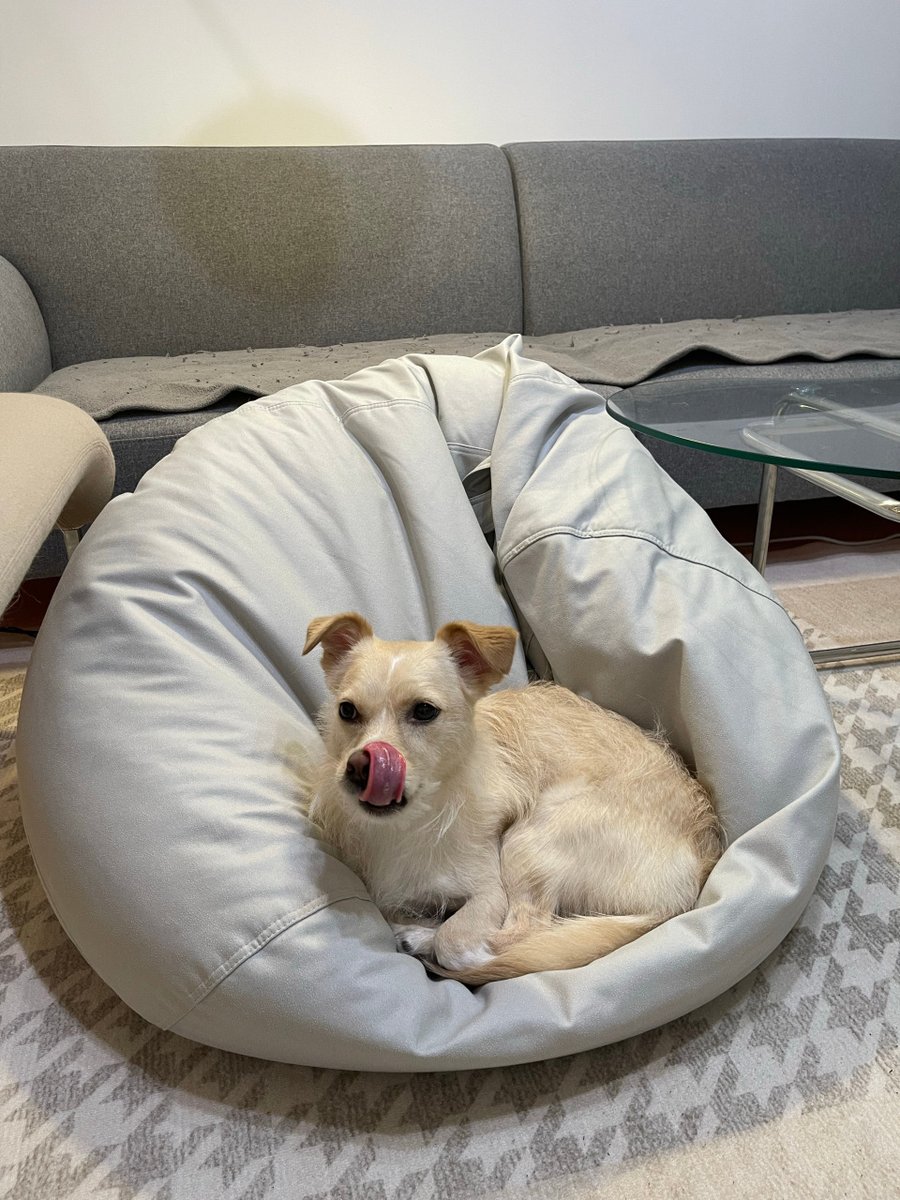 alinv931827's tweet photo. Just found my messy puppy napping on the fresh folded laundry I’d spent 20 mins organizing. Sigh Wait—wait, is that my favorite hoodie he’s using as a pillow https://t.co/llLGgOUVvv