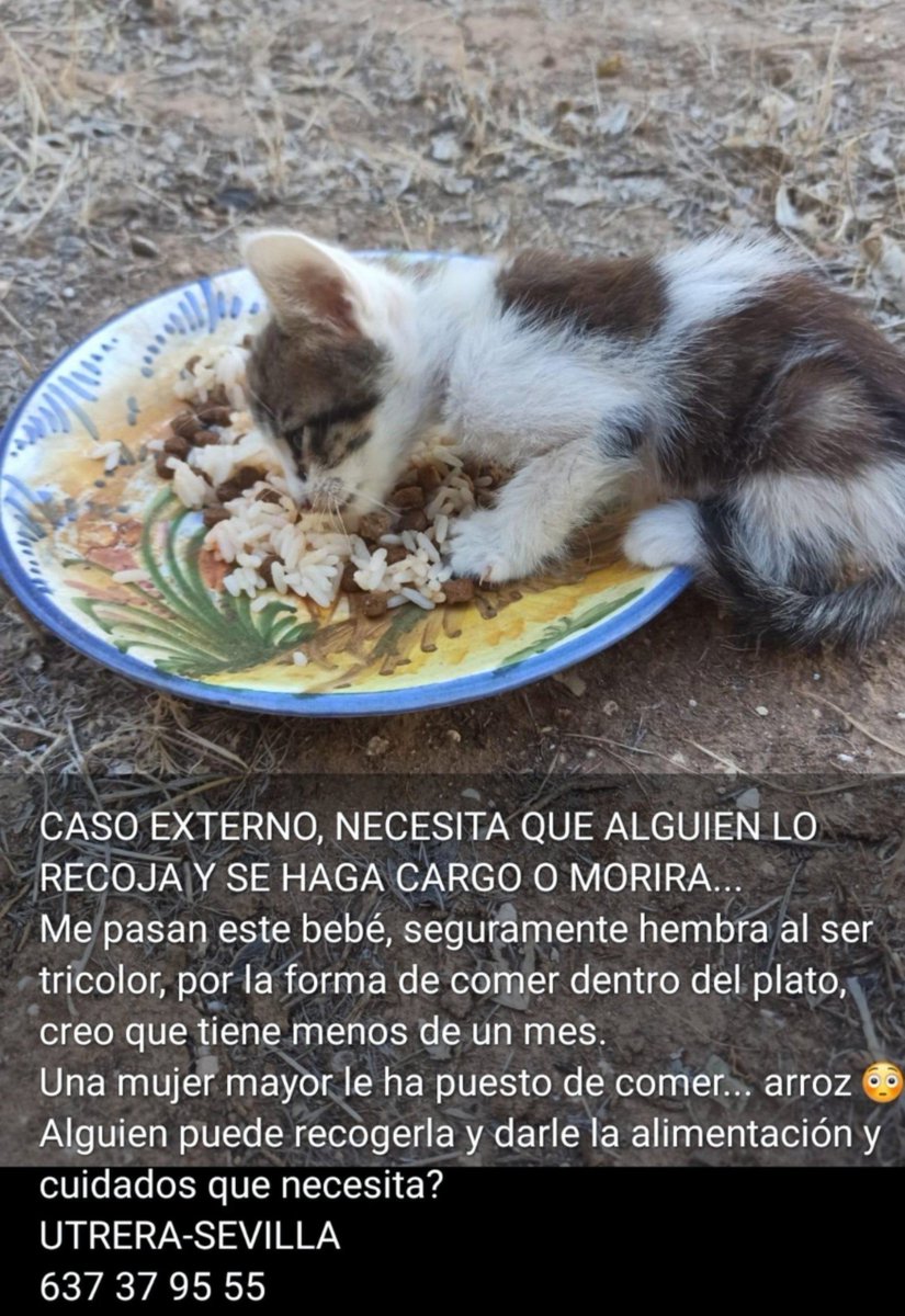Erta2017's tweet photo. URGENTÍSIMO 🆘🆘 

En #SEVILLA   #UTRERA

TIENE UN MES Y ESTÁ EN LA CALLE.

MORIRÁ ‼️
(Si nadie lo ayuda)

(Una mujer mayor le ha puesto arroz💔)

      ¿Nadie puede ayudarla?.

#ADOPCION O #ACOGIDA 🙏🙏

Tlf: 637 37 95 55 https://t.co/cr4gqwUUNA