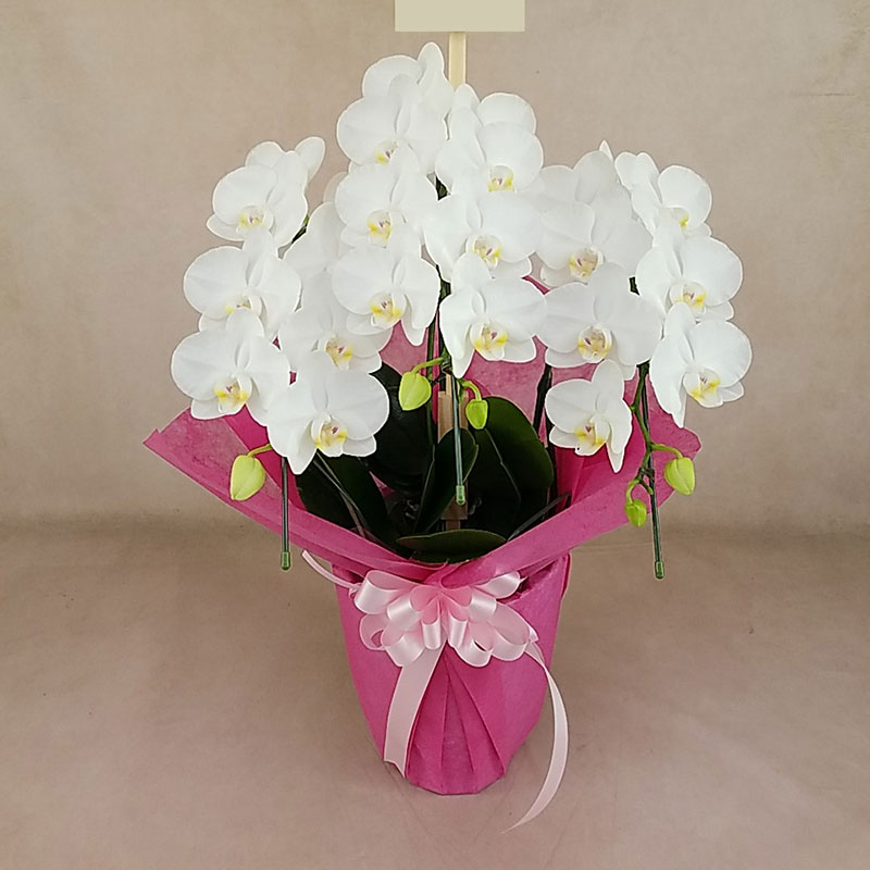 bayside_flower's tweet photo. 🌸敬老の日の贈り物に🌸
可憐で上品な「ミディ胡蝶蘭 小輪アマビリス 3本立」。「いつまでも元気でいてね」の気持ちを、美しい胡蝶蘭に込めて贈りませんか？💐

🎁敬老の日におすすめの胡蝶蘭
【予算別おすすめランキング】も掲載中！
https://t.co/puxq50qgzq

#敬老の日ギフト #胡蝶蘭 https://t.co/RqjEuVuqzt