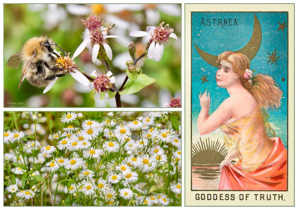 VenetiaJane's tweet photo. September’s birth flower, the Aster, takes its name from the Greek word for ‘star’. Legend tells that Astraea, goddess of innocence and truth, fled the troubled Earth, becoming the constellation Virgo. Looking sorrowfully from heaven her tears fell to Earth, where asters bloomed. https://t.co/GebAsk19yE