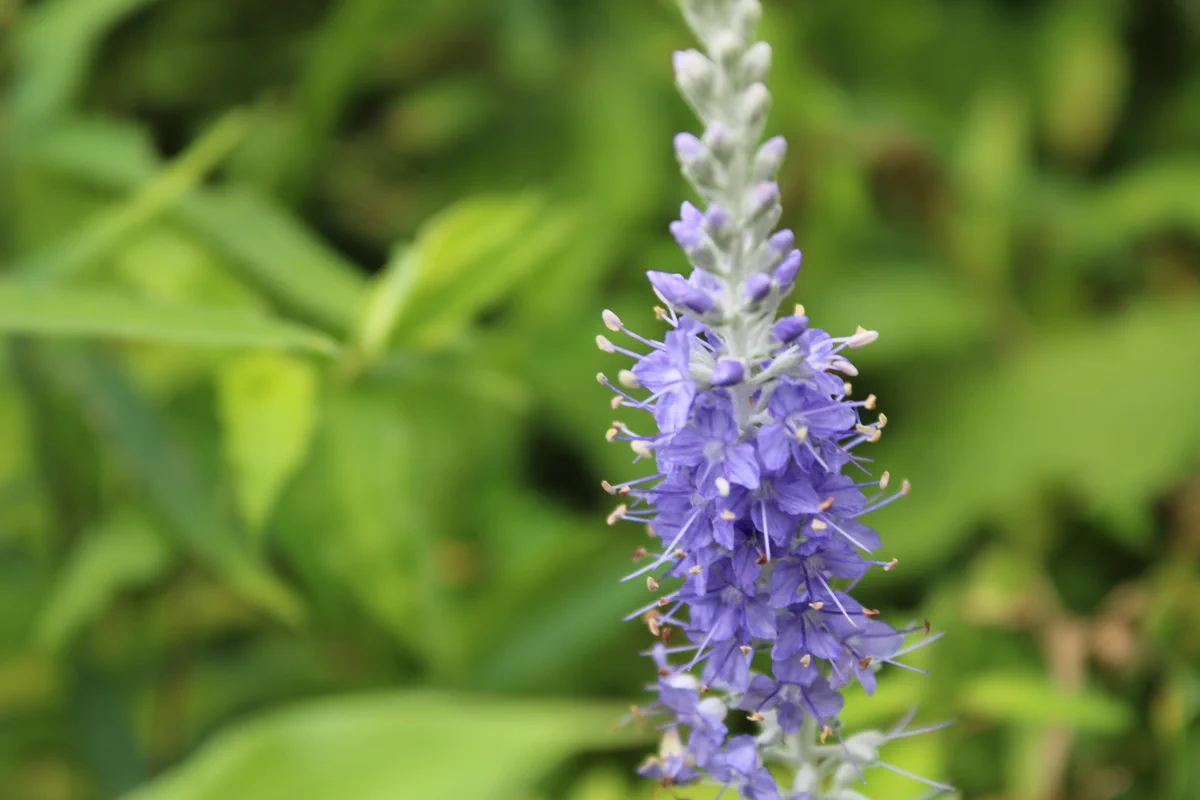 向島 百 花園