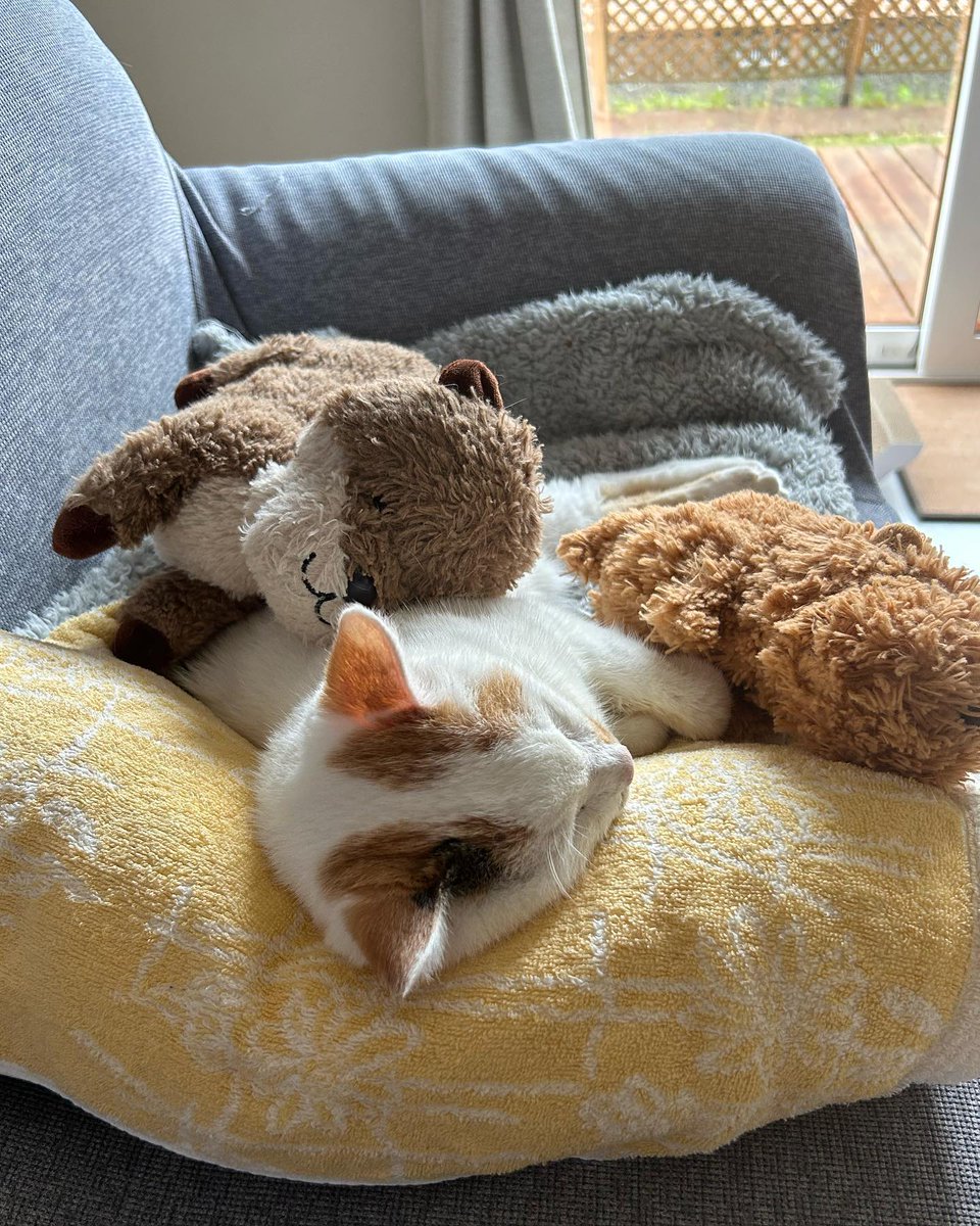 JacalynHaneo's tweet photo. suppose intentional stagnation is the only sane response now. 😴 https://t.co/D6ezoTeeYE