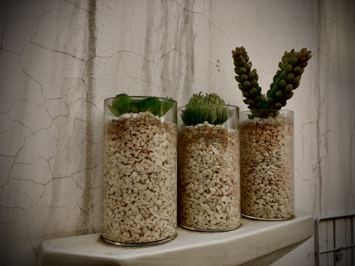 JejurkarSameer's tweet photo. Turned an old glass jar into a cute planter for my succulents  Added some pebbles on top to keep the soil tidy! https://t.co/oonVfSCzVM