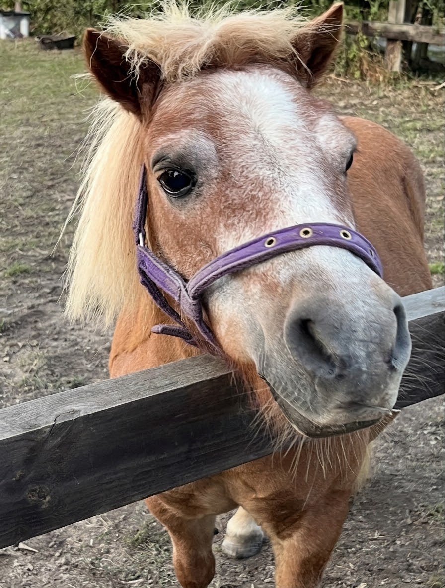 lilnatzh8's tweet photo. @DailyPicTheme2 #DailyPictureTheme 
My favourite photo from August is Tommy our Shetland.
Butter wouldn’t melt look ❤️ https://t.co/qEAJrYGV4D