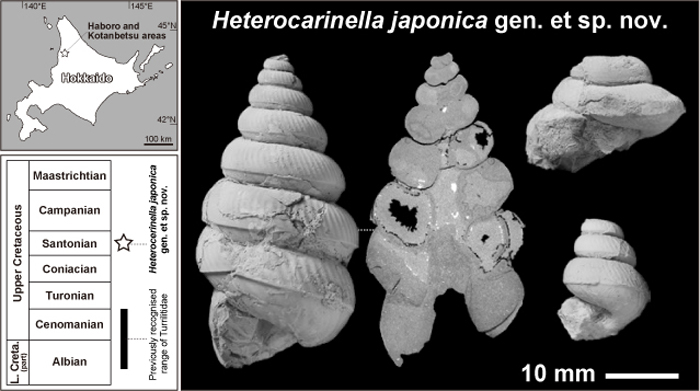 Paleont_Res's tweet photo. PR PUB. INF.
Heterocarinella, a new ammonoid genus: Turrilitidae survived into the Santonian (Late Cretaceous) in the northwestern Pacific realm
Daisuke Aiba
https://t.co/9HK9lGNYk9 https://t.co/ZMkdH8DFYh