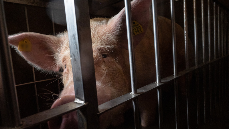 BRINDILLE851's tweet photo. Derrière les barreaux, une vie de souffrance
Gros plan sur un cochon enfermé derrière des barreaux métalliques, portant une étiquette jaune d'identification à l'oreille.
Aidons les animaux à sortir des cages
©We Animals

Dans quelques mois, l'Europe peut enfin mettre fin aux cages. Mais sans pression citoyenne, cette occasion historique risque encore d'être repoussée.

Pendant ce temps, des millions d'animaux continuent de souffrir chaque jour derrière des barreaux.

Stoppons cette cruauté
 
Cercle beige dans lequel il est écrit en vert
 
Votre don sera doublé aujourd'hui
Grâce au soutien exceptionnel d'un généreux bienfaiteur, chaque euro donné sera doublé jusqu'à concurrence de 50 000 €.

Ainsi :

20 € versés, c‘est 40 € reçus

40 € versés, c‘est 80 € reçus

75 € versés, c‘est 150 € reçus

Mais nous avons un temps limité pour débloquer les 50 000 € de soutien promis par notre mécène.

Je fais un don
 
Cochons confinés dans d'étroites cages métalliques de contention, sur un sol en béton souillé.
Cette truie n'a jamais connu la liberté.

Pendant des semaines, parfois des mois, elle reste coincée entre des barres métalliques qui l'empêchent de se retourner librement. Elle ne peut ni explorer son environnement, ni exprimer les comportements les plus naturels à son espèce.

Et elle n'est pas la seule.

Partout en Europe, des millions d'animaux vivent encore enfermés dans des cages ou prisonniers des systèmes de confinement extrême.

Pour ces animaux, chaque jour est une souffrance. Et chaque délai supplémentaire condamne des millions d’animaux à cet enfer.

C'est précisément pour cette raison que les prochains mois sont décisifs.

Une occasion historique est à portée de main
Voilà bientôt 8 ans que nous avons lancé cette grande mobilisation citoyenne contre les cages, que nous avons mené campagne partout en Europe, 5 ans que la Commission européenne a annoncé son intention de présenter des propositions concrètes pour interdire les cages pour les poules pondeuses et les truies. 5 ans que les institutions européennes délayent et repoussent leurs engagements.

Mais nous savons aussi qu'une promesse n'est pas une loi.

Par le passé, les institutions européennes ont déjà repoussé leurs engagements.

C'est pourquoi nous devons maintenir la pression jusqu'à ce que ces mesures deviennent une réalité pour les animaux.

Votre soutien nous permet de poursuivre ce travail essentiel : sensibiliser le public, interpeller les décideurs politiques et défendre sans relâche les animaux d'élevage.

Défendre les animaux partout dans le monde
 
Donner de l’élan à CIWF
Votre don peut contribuer à faire entendre la voix des animaux auprès des décideurs européens.

Je donne 15€ (CIWF reçoit 30€)
Deux lapins blancs enfermés dans une petite cage métallique dans une installation industrielle sombre.
Mettre fin aux cages
Votre don peut aider à maintenir la pression pour obtenir enfin une loi contre les cages.

Je donne 30€ (CIWF reçoit 60€)
Gros plan sur une truie enfermée dans une cage de contention aux barreaux métalliques usés.
Mettre fin à la cruauté
Votre don peut renforcer nos campagnes pour mettre fin à la cruauté de l'élevage industriel.

Je donne 50€ (CIWF reçoit 100€)
Un jeune veau brun et blanc dormant paisiblement dans un champ de trèfles verts et de fleurs blanches.
 
Aujourd'hui : nous avons l'opportunité d'obtenir une nouvelle avancée majeure contre l'élevage en cage.

Nous sommes plus proches que jamais d'une victoire historique.

Ne laissons pas passer cette chance.

Votre soutien est notre force
C’est vrai, les responsables politiques semblent peu nombreux à se soucier des souffrances animales, ils ne peuvent pourtant pas ignorer durablement les millions de citoyens qui réclament le changement.

La preuve ? Ce qui n’était pas un sujet autrefois est aujourd’hui entré de plein droit dans le débat public, et apparaît désormais dans le discours politique. Parce que nous savons qu'une pression citoyenne forte peut faire bouger les lignes, aidez-nous à transformer la promesse en engagement.

Nous avons besoin de vous pour poursuivre ce combat.

Avec vous, grâce à vous, nous continuerons de faire entendre la voix des animaux jusqu'à ce que les cages appartiennent définitivement au passé.

Je donne maintenant
 
Merci infiniment pour votre soutien.

Bien cordialement,

Portrait d'Yvan Savy avec en premier plan sa main sur la paume de laquelle est dessiné une cage ouverte, symbole de la camagne 
Yvan Savy
Directeur CIWF France

PS : En ce moment seulement, votre don sera doublé grâce au soutien exceptionnel d'un mécène. Si nous voulons transformer enfin les promesses européennes en loi, nous avons besoin de vous maintenant.