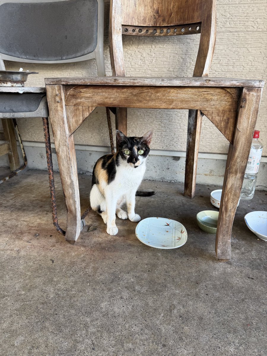 arinkosazae's tweet photo. 20年分、ちゃりんこ乗ったンゴ！
ンゴゴゴ！ https://t.co/LenxMfEQZs