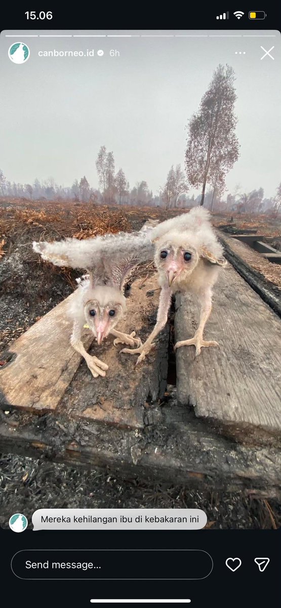 bismillahyuk_'s tweet photo. Story CAN Borneo hari ini 🥹
Yang tersisa dari karhutla di Berau Barat, Kalimantan Timur.

2 ekor anak burung ini kehilangan induknya dan Trenggiling pun kehilangan rumah &amp; stok pangannya..

Sedih banget liatnya 😭💔

#PrayforKalimantan
#PrayforIndonesia
#AllEyesOnIndonesia https://t.co/P0fCKlEL1B