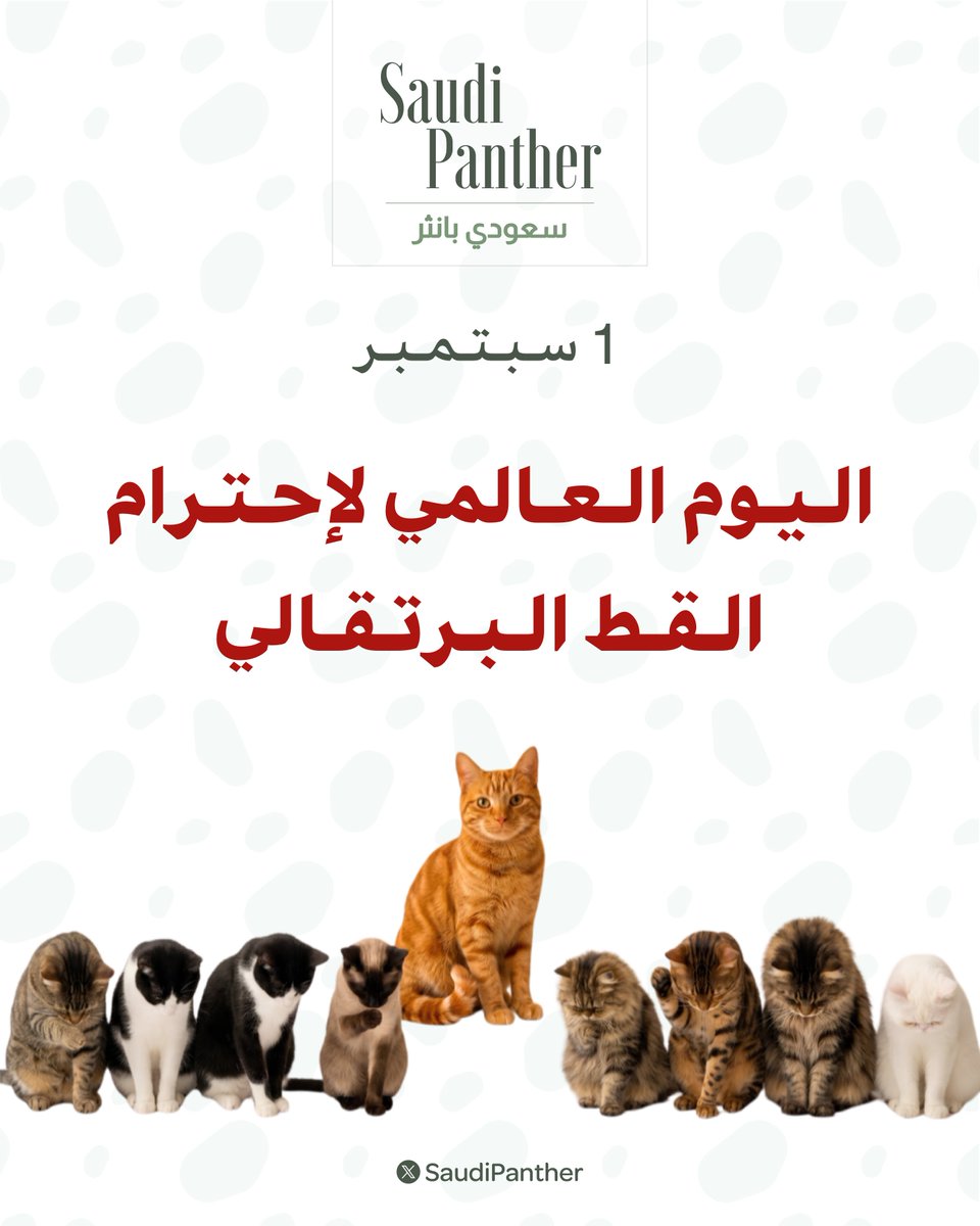 saudipanther's tweet photo. 1 سبتمبر 

اليوم العالمي لإحترام القط البرتقالي 🐈 https://t.co/w9iMAFPLPm