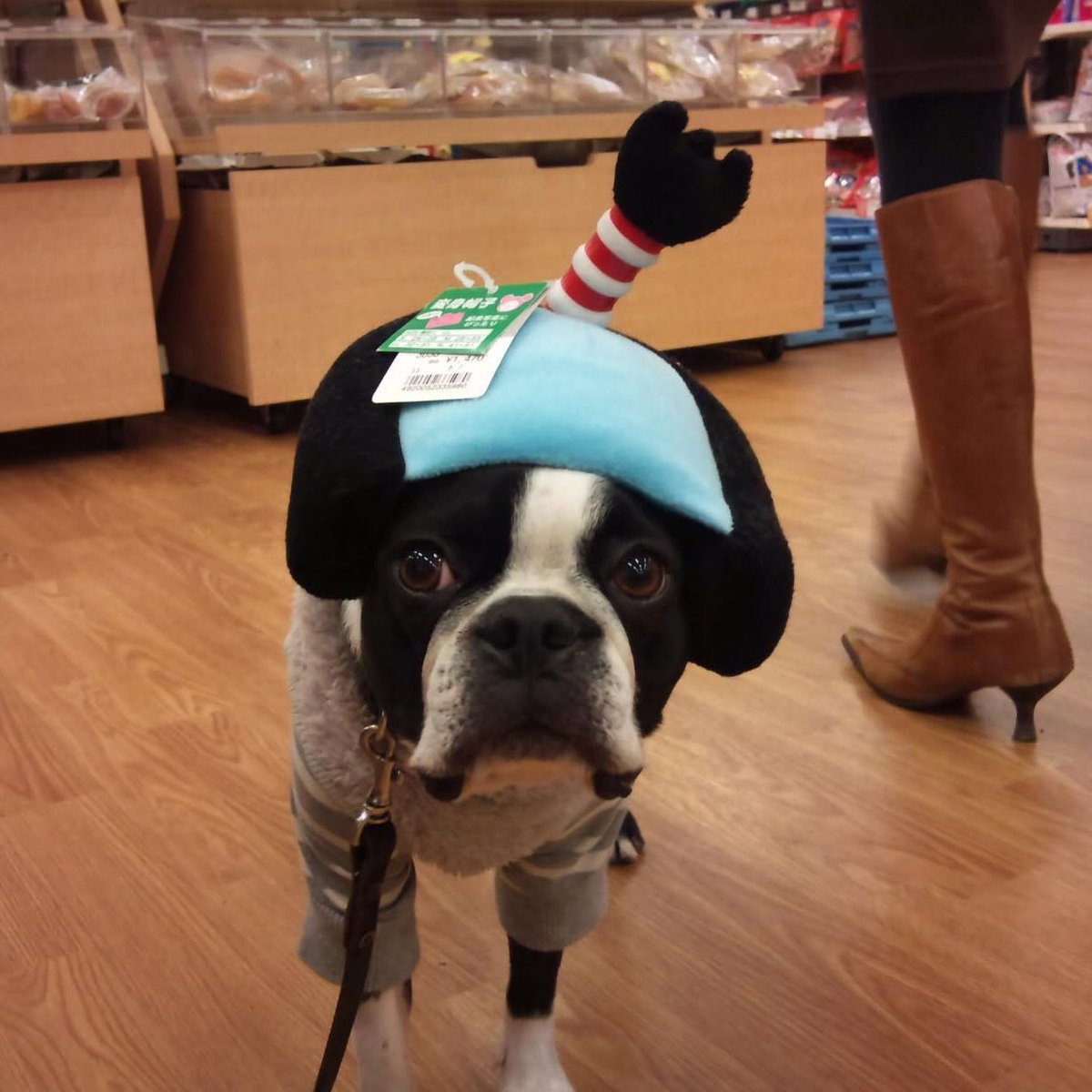 Psychobox_LAB's tweet photo. 明日の水曜日は定休日♪ 🏯
・
#Psychobox #サイコボックス #PsychoboxLAB
#bostonterrier #ボストンテリア
#Muu #むー #MuuForever #dog
#fashion #ファッション
#selectshop #セレクトショップ #米子セレクトショップ
#米子 #米子市 #松江 #鳥取 #出雲 https://t.co/XzRuZ6Fygy