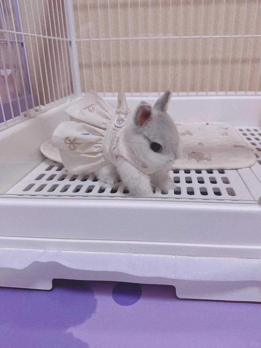 rabbitページ Why you should have a rabbit on X / X