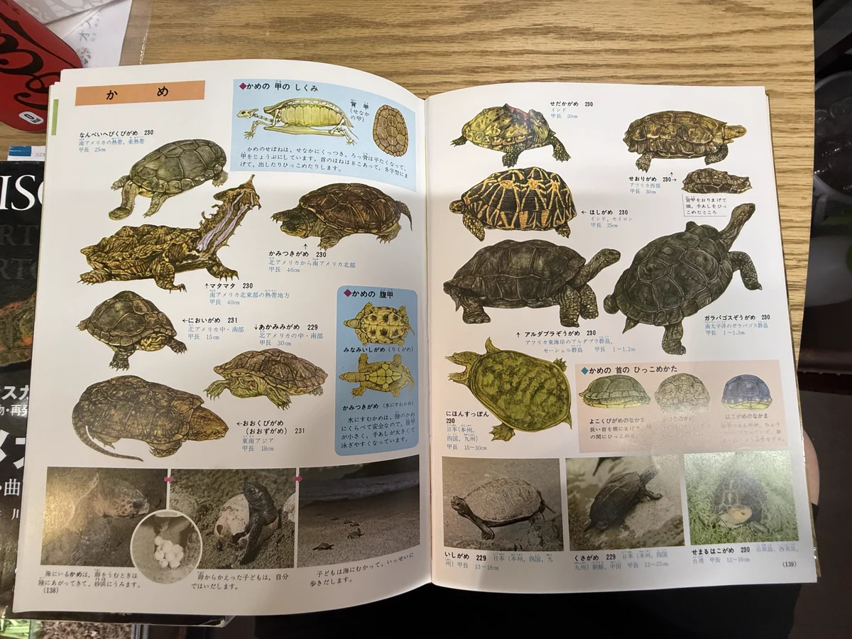 爬虫類専門店ファインレプタイルズ a X: 