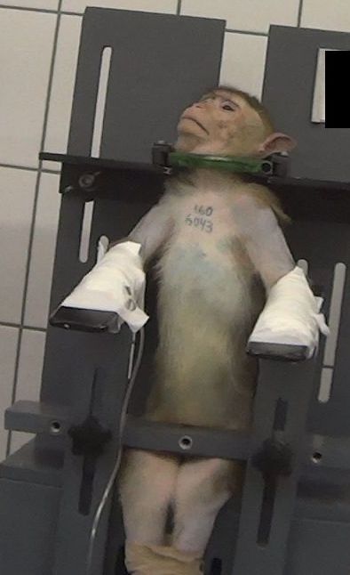 Action4Primates's tweet photo. Today is #InternationalPrimateDay; a time to highlight the plight of nonhuman primates &amp; the threats they face  - especially long-tailed #macaques, exploited &amp; persecuted by the global research &amp; testing industry. Please take action on their behalf: https://t.co/VZvzwofRNr https://t.co/rR2GaFOcDM
