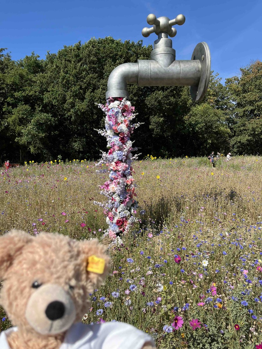 FlynnTheBear's tweet photo. I'm not sure what was in those cookies. I feel a little like Alice! "One pill makes you larger
And one pill makes you small
And the ones that mother gives you
Don't do anything at all
Go ask Alice
When she's ten feet tall"  #Maize #Maze #York #Flynn #Flynnthebear #CaliforniaDreaming #AliceinWonderland #JeffesonAirplane