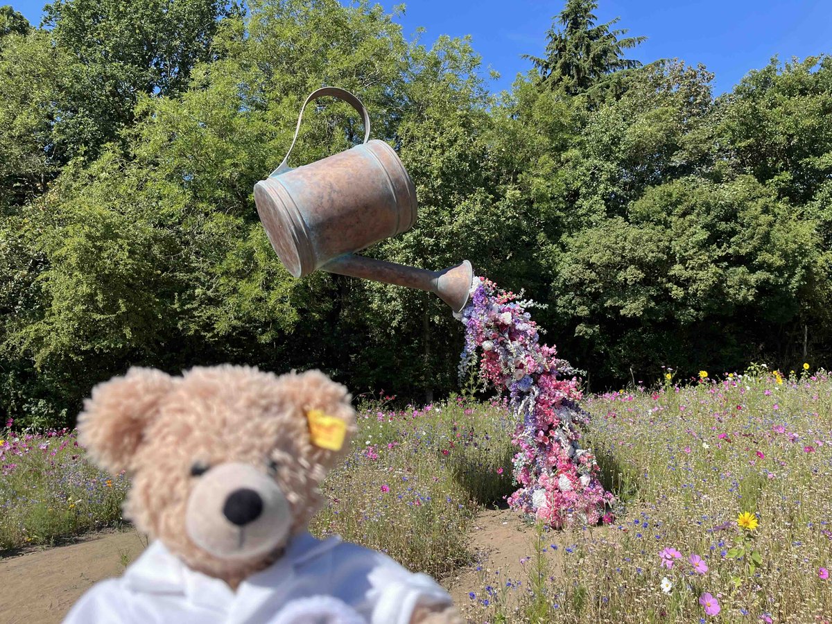 FlynnTheBear's tweet photo. I'm not sure what was in those cookies. I feel a little like Alice! "One pill makes you larger
And one pill makes you small
And the ones that mother gives you
Don't do anything at all
Go ask Alice
When she's ten feet tall"  #Maize #Maze #York #Flynn #Flynnthebear #CaliforniaDreaming #AliceinWonderland #JeffesonAirplane