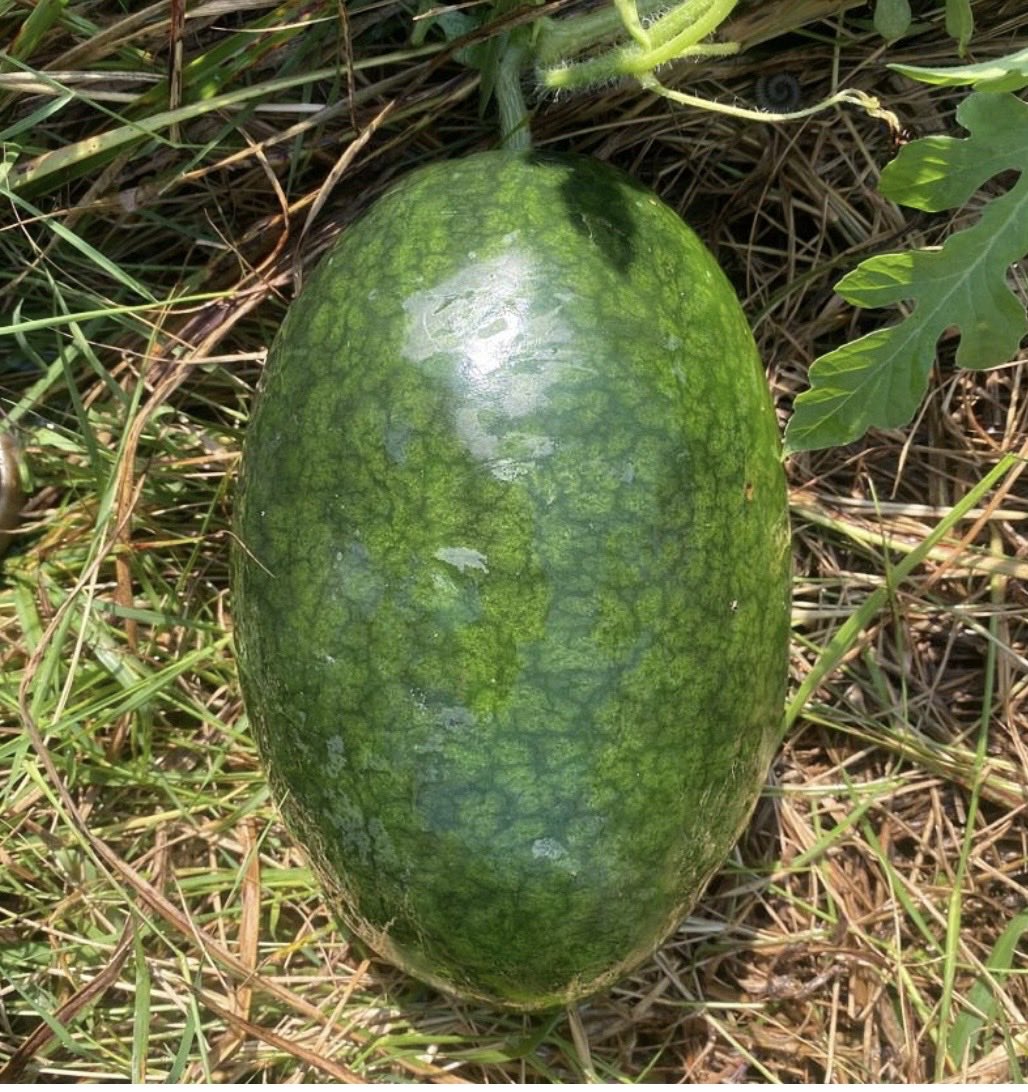 mehmettuluce51's tweet photo. Üçü bir arada 

Ata dede mirası 

Yerli karpuzlarımız 

Gösterişsiz fakat lezzet ve aroma on numara 

Tohum gönderirim  ekim sonunda olacak https://t.co/jqC9aJ1lc1