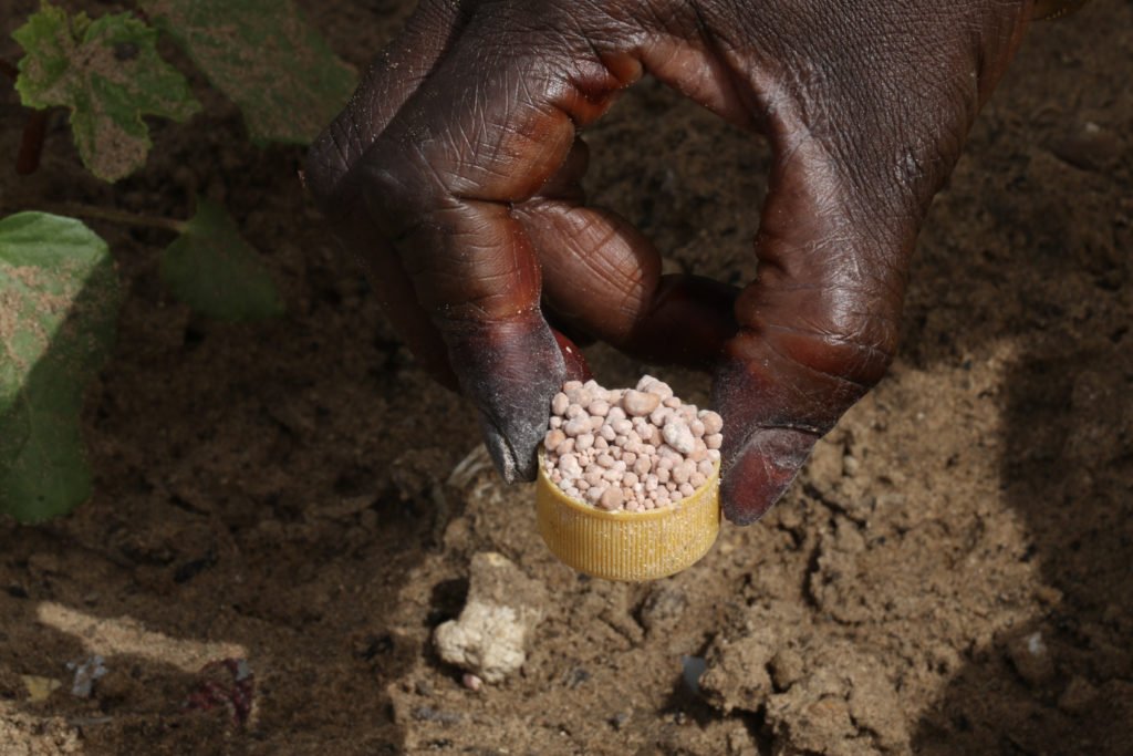 Maaifclf's tweet photo. Boost your harvest with the 4Rs of smart fertilizer use

As Government rolls out nationwide fertilizer distribution ahead of the rains, here’s how you can get the best results from every handful you apply, using the 4Rs of nutrient management.

Right Source. Choose the correct fertilizer (NPK, Itracom, urea, organic manure) based on your crop needs and soil test results.

Right Rate. Apply the exact amount recommended to avoid under‑feeding or burning your crops.

Right Time. Align fertilizer application with crop growth stages for maximum uptake.

Right Place. Place fertilizer close to the root zone (2–3 inches away) to reduce waste and prevent runoff.

Master the 4Rs, and turn every drop of rain into better yields and healthier soils.