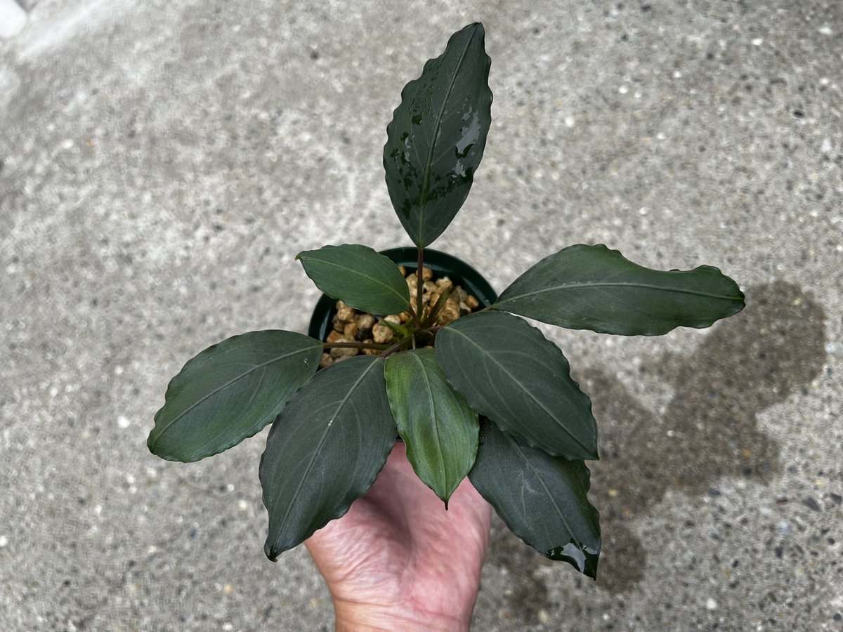 bucezanmai's tweet photo. 大型ブセ
一枚目親株、鉢サイズ12cm
二枚目子株、鉢サイズ9cm
2株でコンテナ占拠🤣
現在7年目くらい
1株から現在5株に
大型は増やしにくい…🫠
#ブセファランドラ https://t.co/YzYDzIY2ZW