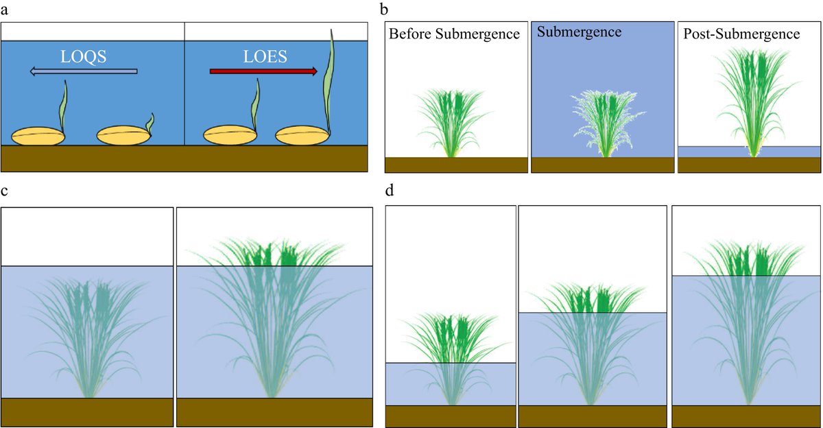 PlantSciRes's tweet photo. #TIA

Biotechnological breeding approaches offer promising strategies for developing climate resilient crops tolerant to abiotic stresses

@MaximumAcademic #ClimateResilience #CropBreeding @TrendsinBiotech

Details: https://t.co/HClnrGqHfU https://t.co/1HP0aTaeb6