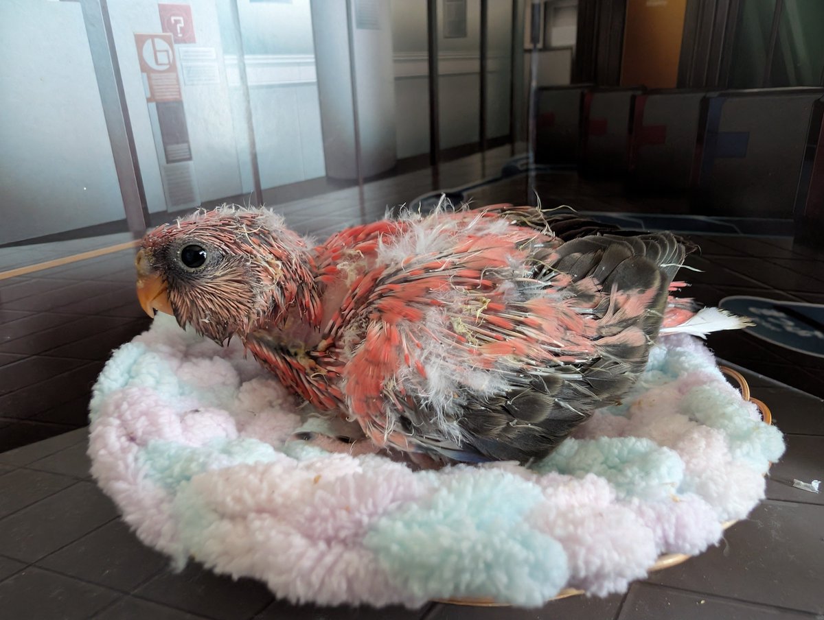 sanchan_house's tweet photo. 先日ローズちゃんを巣上げしました🐤
さし餌をモリモリ食べ、魅惑のむっちむちボディです！
体重的には今が1番重い時期でまもなく初飛行に向けてさし餌を食べる量が減りスリムになっていきます🕊️

ローズちゃんの里親様(有償)を募集いたします
DMにてお問い合わせください

#アキクサインコ https://t.co/tJbAJYCpbs