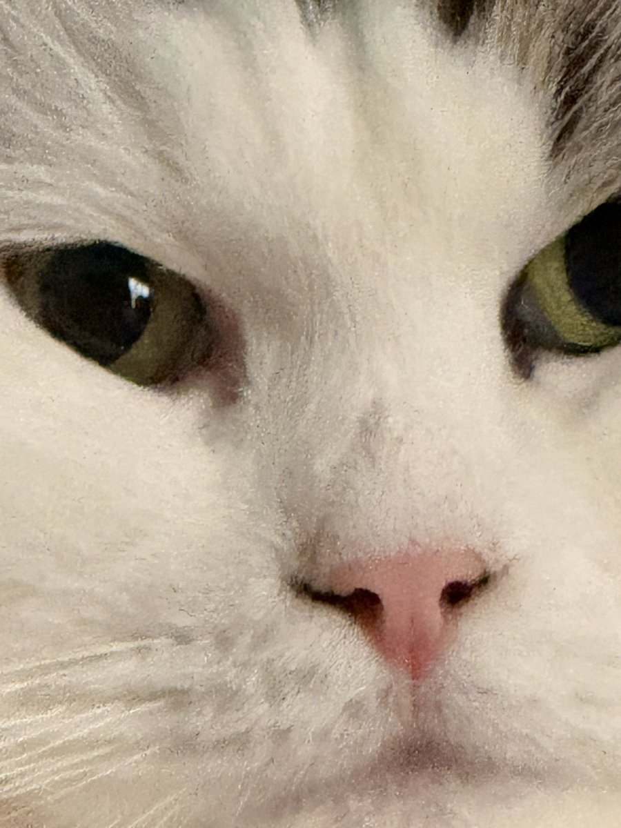 pipe_siberian's tweet photo. 会社の重役かと思わせる顔つき
#猫
#サイベリアン
#猫と暮らす生活 
#猫かわいい https://t.co/mUcE4H5uX9