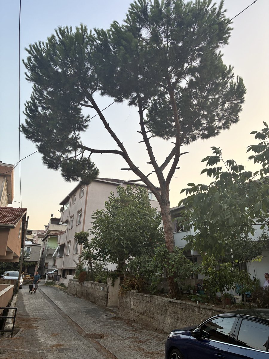 hayri_ustaoglu's tweet photo. @IBBcozummerkezi Alanaldı caddesi Fevziye sok no:28 İçerenköy mahallesi  Ataşehir bulunan fıstık cam ağcının devrilme tehlikesi bulunup binamıza binalara zarar vermekte olup Elektirik tellerinde değmektedir https://t.co/OiCRDi0I5a