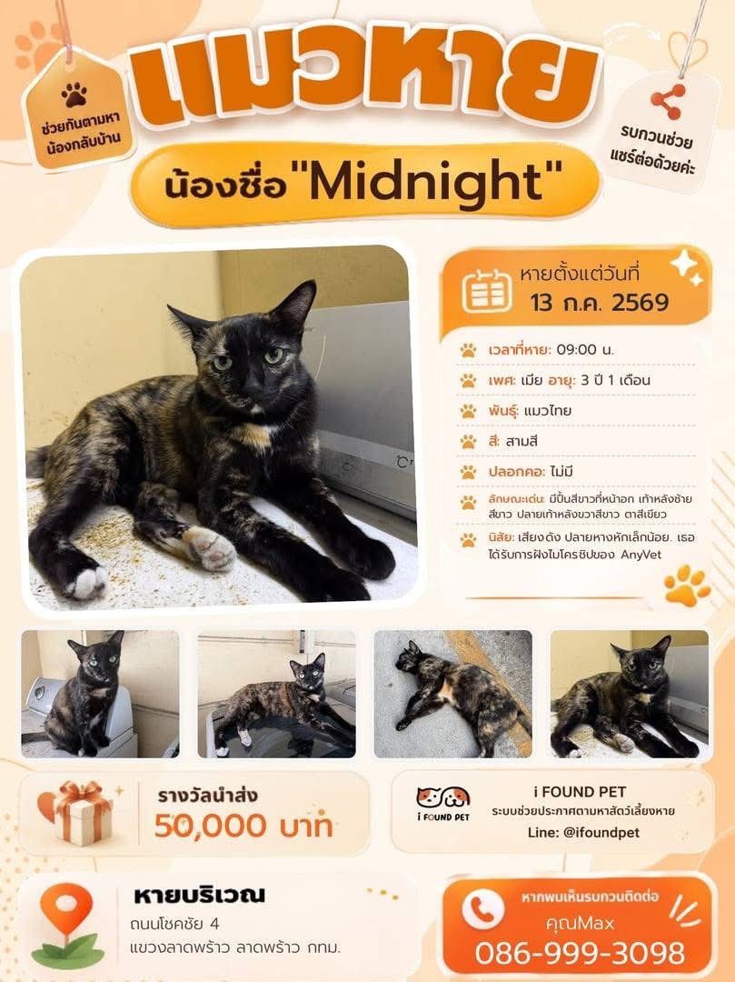 malimalineee's tweet photo. ❌❤️❌แมวหายคะ ❌❤️❌🐾

ใครพบเจอแจ้งตามเบอร์ในภาพได้เลยคะ 🙏

My cat was last seen at her home in Chock Chai 4 Soi 65 Landphrao Bangkok on 13th July 2026. She is a 3 years old female tortoise shell with a gentle personality and loud voice.  She is chipped but doesn't wear a necklace. If you know anyone who found a tortoise shell cat recently, please ask them to send a picture and if possible to check her for a chip at a veterinarian. I miss her and more importantly worry about her being okay. 

มีคนพบเห็นแมวของฉันครั้งสุดท้ายที่บ้านในซอยโชคชัย 4 แยก 65 เขตลาดพร้าว กรุงเทพฯ เมื่อวันที่ 13 กรกฎาคม 2026 น้องเป็นแมวเพศเมีย ลายกระดองเต่า (tortoiseshell) อายุ 3 ปี นิสัยอ่อนโยนและร้องเสียงดัง น้องฝังไมโครชิปไว้แล้วแต่ไม่ได้สวมปลอกคอ หากท่านทราบข่าวหรือรู้จักใครที่พบแมวลายกระดองเต่าในช่วงนี้ รบกวนช่วยส่งรูปถ่ายมาให้ดู และหากเป็นไปได้ช่วยพาไปตรวจหาไมโครชิปที่คลินิกสัตวแพทย์ด้วยนะคะ ฉันคิดถึงน้องมากและที่สำคัญคือเป็นห่วงความปลอดภัยของน้องค่ะ