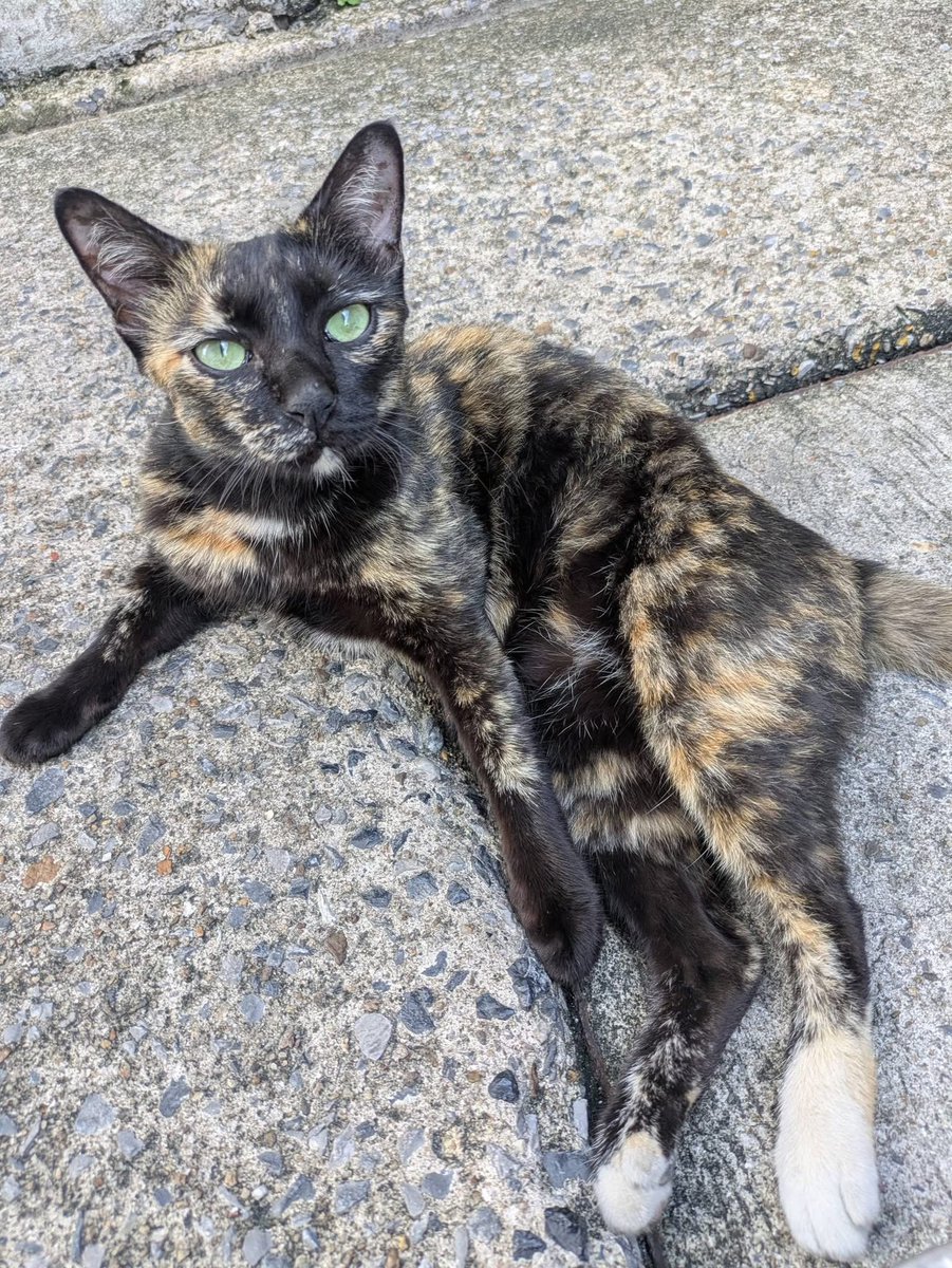 malimalineee's tweet photo. ❌❤️❌แมวหายคะ ❌❤️❌🐾

ใครพบเจอแจ้งตามเบอร์ในภาพได้เลยคะ 🙏

My cat was last seen at her home in Chock Chai 4 Soi 65 Landphrao Bangkok on 13th July 2026. She is a 3 years old female tortoise shell with a gentle personality and loud voice.  She is chipped but doesn't wear a necklace. If you know anyone who found a tortoise shell cat recently, please ask them to send a picture and if possible to check her for a chip at a veterinarian. I miss her and more importantly worry about her being okay. 

มีคนพบเห็นแมวของฉันครั้งสุดท้ายที่บ้านในซอยโชคชัย 4 แยก 65 เขตลาดพร้าว กรุงเทพฯ เมื่อวันที่ 13 กรกฎาคม 2026 น้องเป็นแมวเพศเมีย ลายกระดองเต่า (tortoiseshell) อายุ 3 ปี นิสัยอ่อนโยนและร้องเสียงดัง น้องฝังไมโครชิปไว้แล้วแต่ไม่ได้สวมปลอกคอ หากท่านทราบข่าวหรือรู้จักใครที่พบแมวลายกระดองเต่าในช่วงนี้ รบกวนช่วยส่งรูปถ่ายมาให้ดู และหากเป็นไปได้ช่วยพาไปตรวจหาไมโครชิปที่คลินิกสัตวแพทย์ด้วยนะคะ ฉันคิดถึงน้องมากและที่สำคัญคือเป็นห่วงความปลอดภัยของน้องค่ะ
