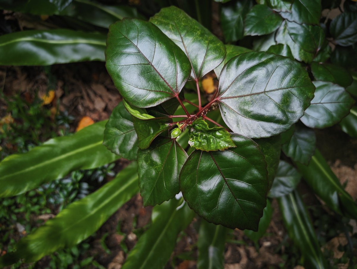 ShineChra's tweet photo. Photograph Mutation: Standardizing Mobile Sensor Output to Mimic SLR Biological Signature
Specifications / Details: Refer to the Leaked Document Log below
#คนชอบถ่ายภาพ #คนรักกล้อง #ComputationalPhotography #Gcam #SOOC https://t.co/9nHvnvyqcf