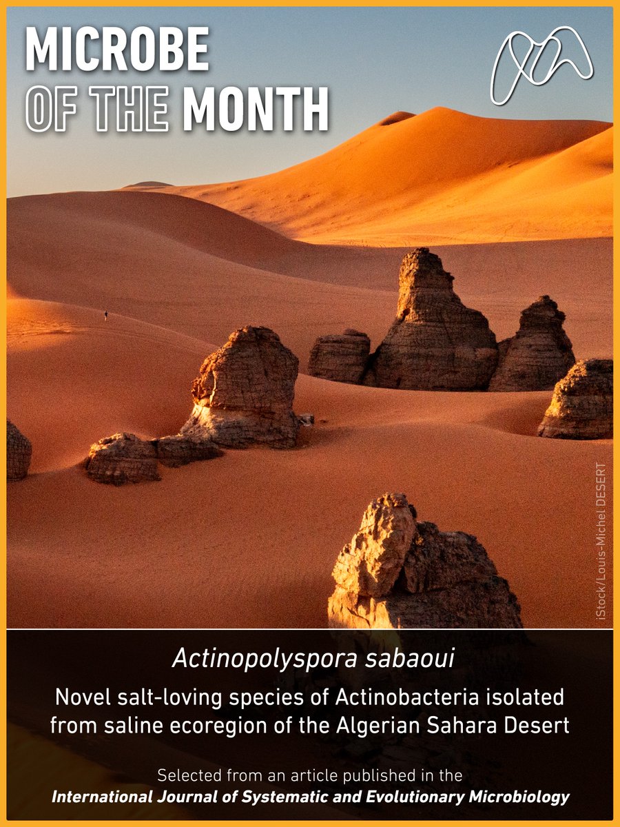 MicrobioSoc's tweet photo. Pinch, punch, it's Microbe of the Month 🦠 Introducing Actinopolyspora sabaoui!  During a survey of Actinobacteria diversity in Saharan soil, researchers characterised the newest member of the family. Find out more in the latest New to Science blog here🔗 https://t.co/GkE49RsI8f https://t.co/Mb33ufljgK