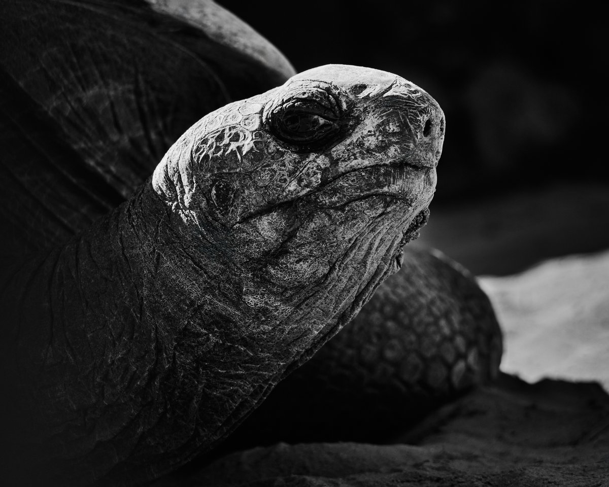 lowbassphotog's tweet photo. Ancient patience #tortoise #galapagostortoise #chelonoidisnigra #turtle #turtles #terrapin #terrapins #wildlifephotography #animalphotography #naturephotography #photography #appicoftheweek #canonfavpic #captureone https://t.co/4jRNWCaaBT