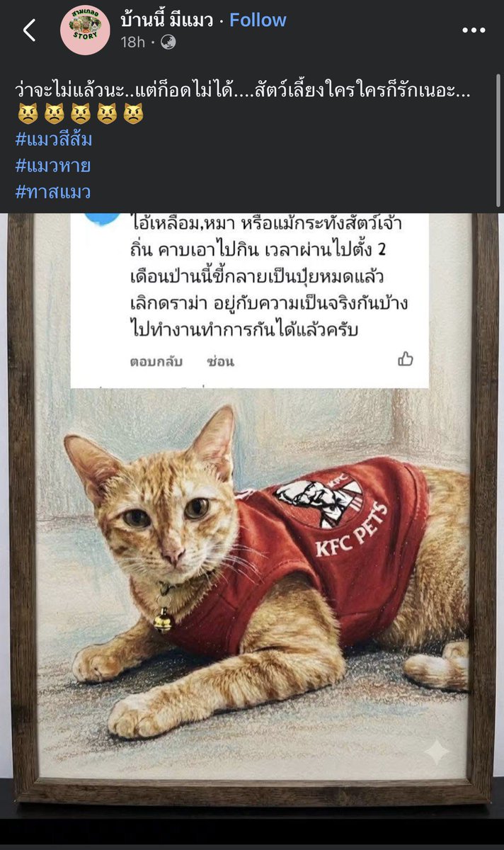 KhaohomSiri's tweet photo. อย่าบั่นทอนกันเลย ทุกคนพยายามอย่างเต็มที่แล้ว ไม่ให้กำลังใจก็อยู่เฉยๆดีกว่า

Cr. เพจบ้านนี้ มีแมว 

 #แมวหายบนรถไฟ #น้องสีส้ม https://t.co/3YOsYZsTmc