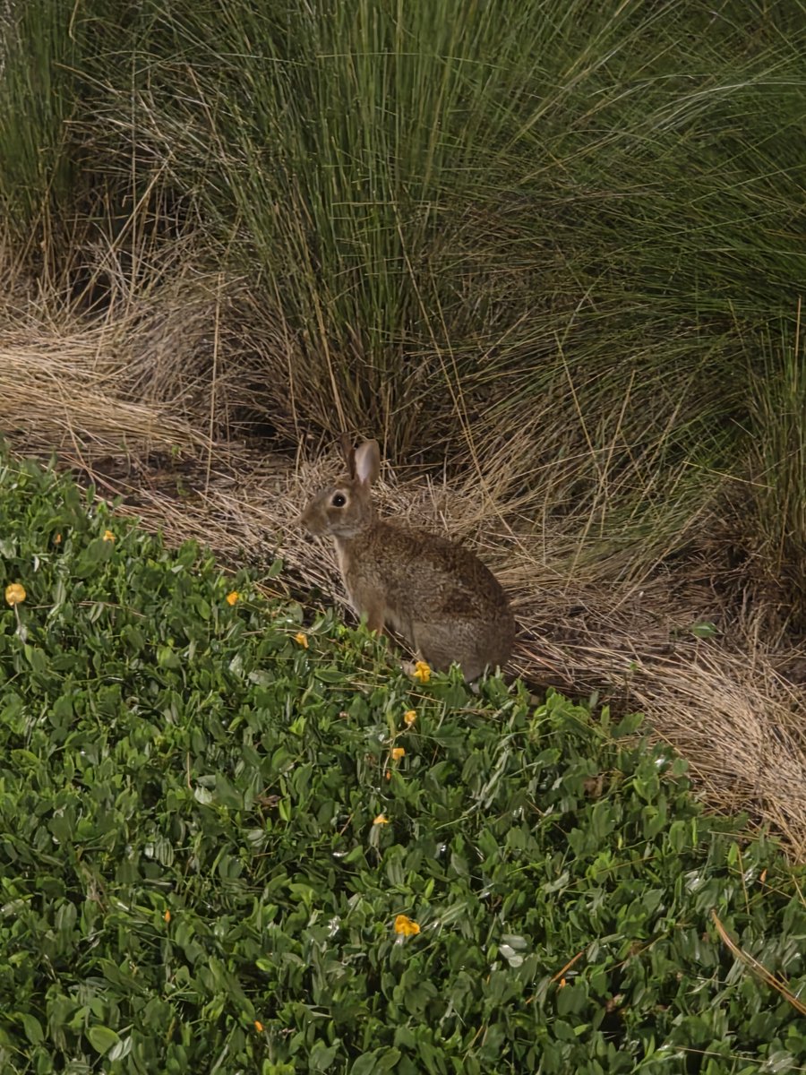 hrtonosu's tweet photo. saw a bnuuy on my night walk https://t.co/Y6MTSzs7EB