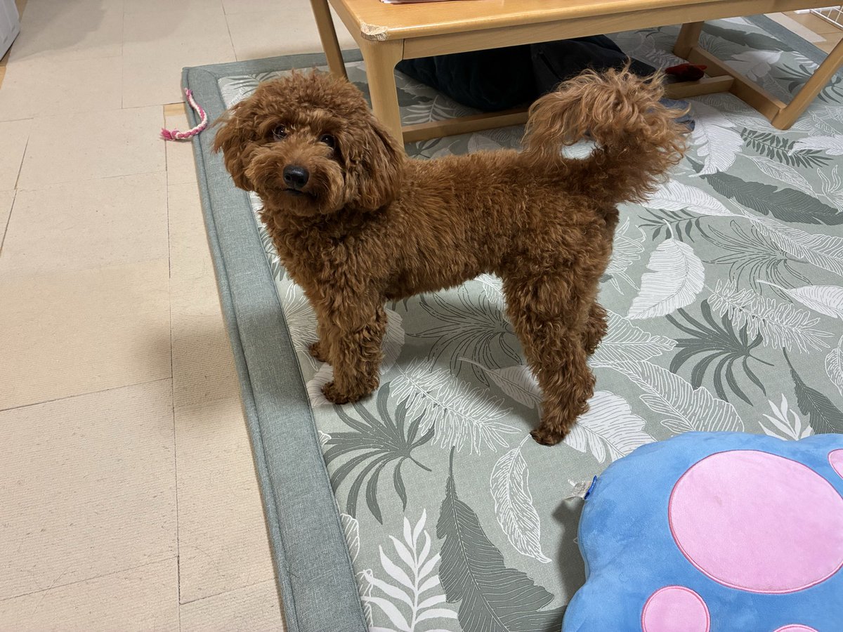 ichigou29's tweet photo. ９月１日
安定のお休み💤

さっき、先生が家まで配布物届けに来てくれた。というよりはプルンに会いに来たそうw
奉仕作業の日に話したこと覚えてくれてたみたい😊
ありがたいね♡
#新学期
#９月１日 https://t.co/2lf2yy2J6U