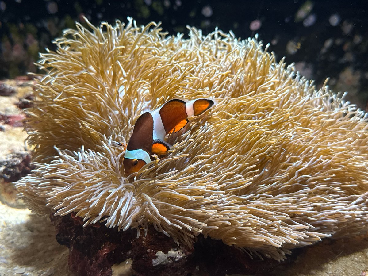 natadecoco811's tweet photo. 美ら海水族館
ジンベイザメと年齢がほぼ一緒なの笑った
あと、クマノミ可愛いよね https://t.co/mqyA3IYF9P