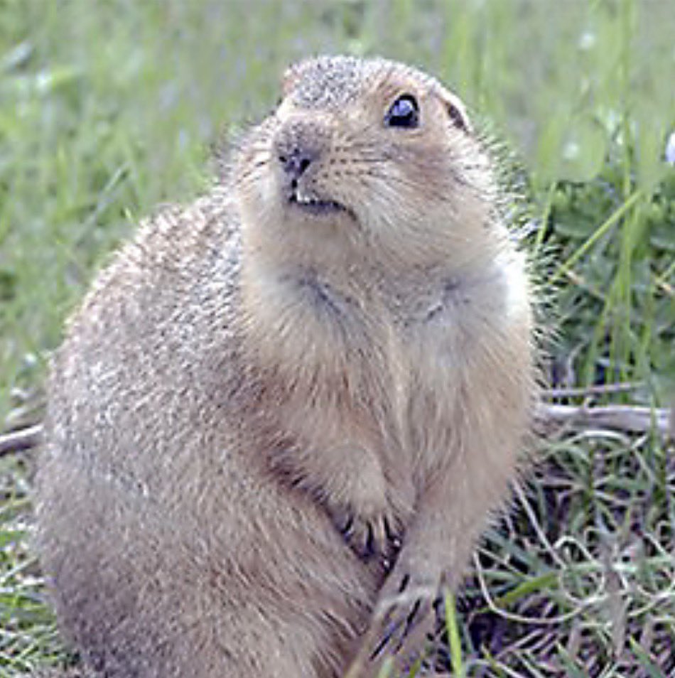 gopherincrisis's tweet photo. https://t.co/X9fKr2M9bi