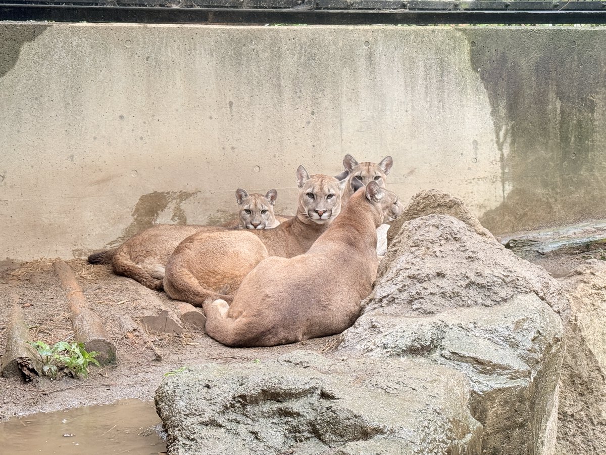 moriokazoo's tweet photo. 今年の盛岡の夏は、冷たい雨の日や肌寒い日が、たま～にありました。
「子離れ」「親離れ」の徴候をお知らせした後でも、そんな日は「ピューマ団子」完成。

「お天気が悪い日の動物園かぁ…」となりがちですが、いつもと違う動物たちの様子を見ることができるかもしれませんよ！
＃ピューマ一家 https://t.co/NkkqH0XYZk