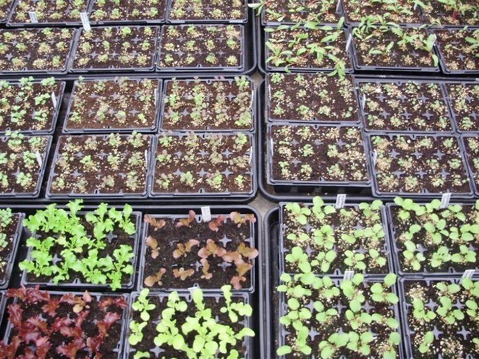 nickykylegarden's tweet photo. Happy #September1st! There’s still just time to sow #seeds in #peatfree compost for #healthy #organic winter #food, but light gets shorter daily and growth is slowing, so do it NOW! You can catch up on everything else later. Here’s my list of what to sow: https://t.co/rsQl4AG38g https://t.co/PBnsNf7AjA