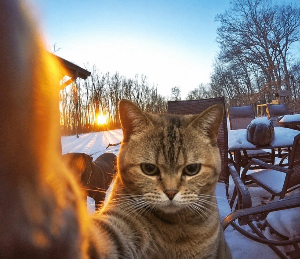 beancatOG's tweet photo. Gmeow https://t.co/qIfXaVfzLq