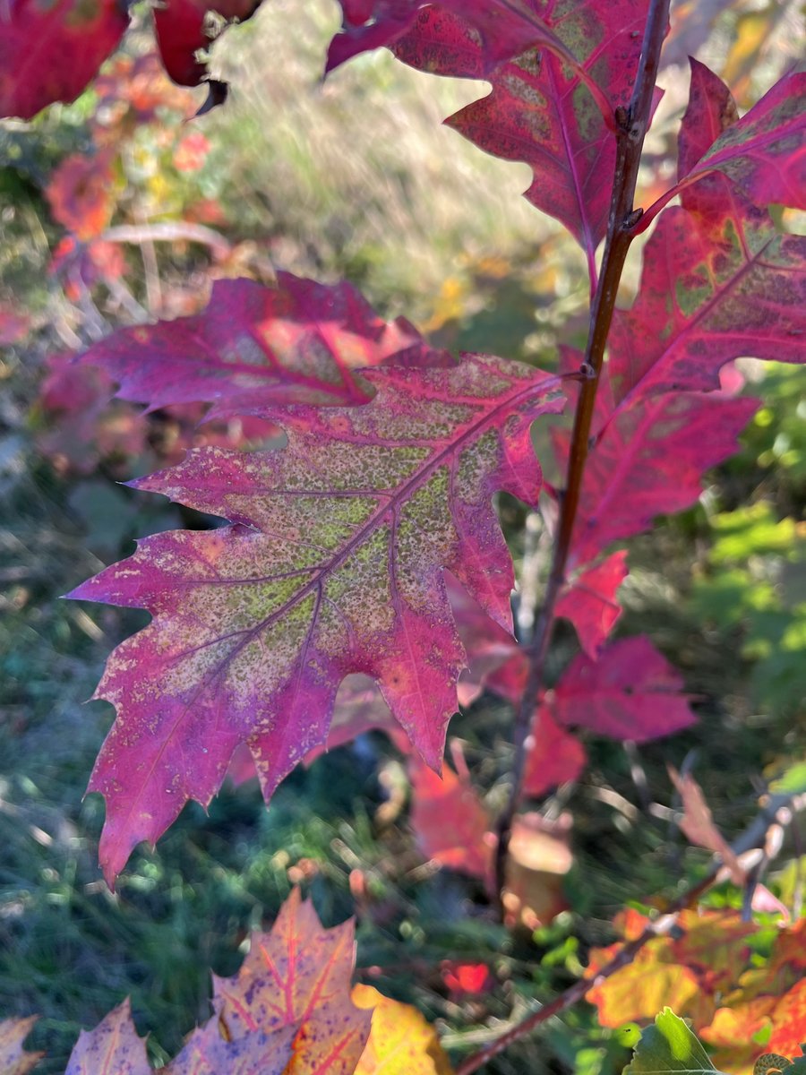 FamilienPortal's tweet photo. Heute ist meteorologische Herbstanfang! https://t.co/xRxmldewIl