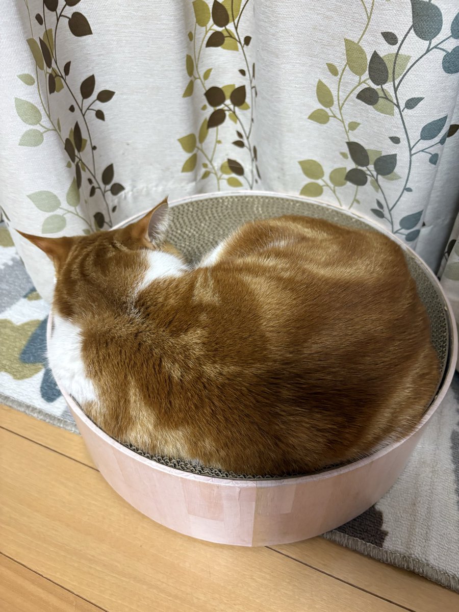 ziyushin's tweet photo. たくましい背中

#茶白猫
#猫好きさんと繋がりたい
#猫のいる暮らし
#猫
#ムク
#今日のムク https://t.co/rPMHsmR012