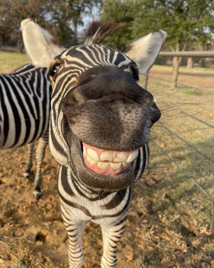 nirPranaya's tweet photo. hai gaii…!!! setelah 2 hari terkurung akhirnya gw bisa pamer disini!! pan kemaren kalian pada udah ngobrol sama minyip sama minyop, nah sekarang ngobrol ama minyup mau? harus mau kalo kagak gw gigit satu satu!! anw gimana harinya luv?? https://t.co/XTFkYL6iio