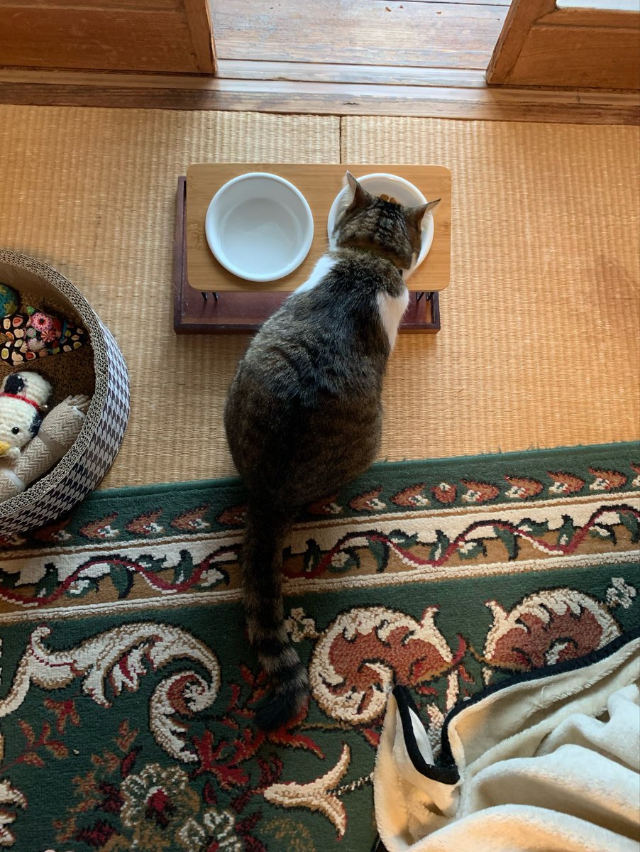 920_kunimaru's tweet photo. 9/1のおはよ🌧️九二丸

#火曜日のねこ
#ﾒｽﾈｺ3歳も今日で終わりﾆｬ
#毎日のｶﾘｶﾘは猫をレディにする https://t.co/Z787BHpjn0