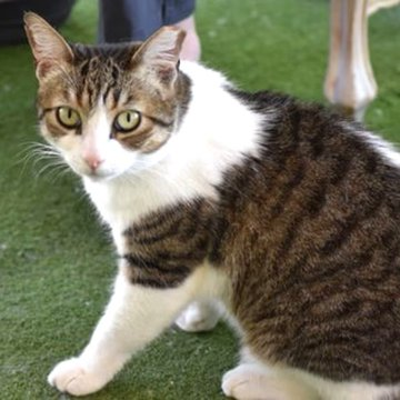 sachikoko's tweet photo. 🙏🏽PLEASE SHARE
💖Shy, Sweet 5YO Brown #Tabby &amp; White Kitty "WILLOW"💖
📣Needs A Quiet, Patient #FureverHome🏠
▶4 INFO https://t.co/5Rc5JccTdv
🙏🏽#Adopt #AdoptDontShop #AdoptMe
#Acampo, #CA #Lodi #SanJoaquinCounty #CentralValley
✅CATS✅KIDS @AdoptRescueCats
#RehomeHour #US #Cats https://t.co/MFfAyxzWlj