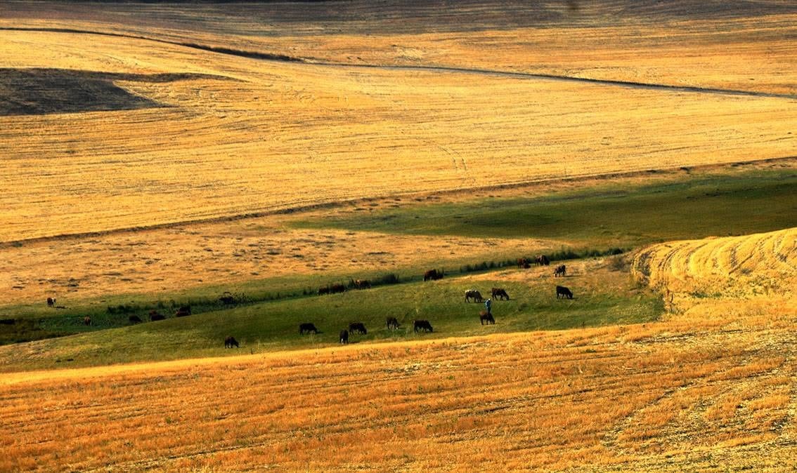 nihatcan25's tweet photo. Biraz Karayazı'dan, biraz Hınıs'tan ve biraz da  Karaçoban'dan...
Erzurum'un güneyinden Eylül'ün renkleri ve kokusu.

#Erzurum https://t.co/nZYsXYf7ZF