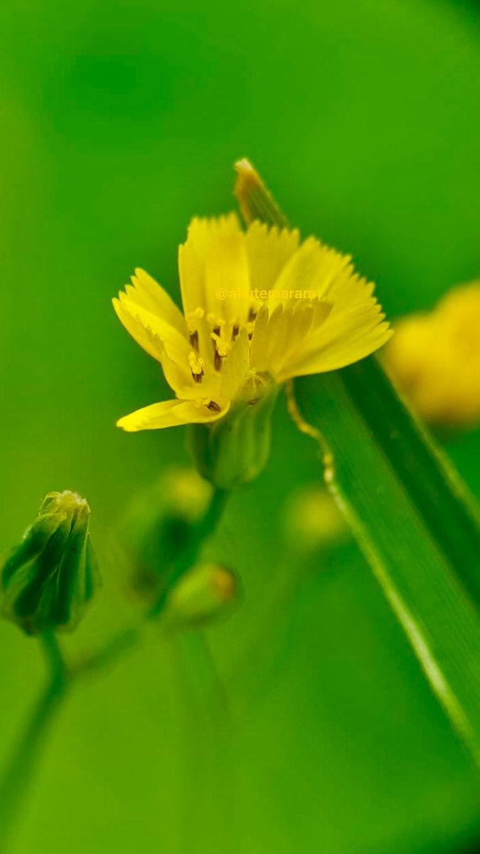 akutemaram's tweet photo. Look closer...there's beauty in abundance..
✨
Let's see your macro/closeup clicks
📸 https://t.co/VGZ523qhaH