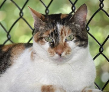 sachikoko's tweet photo. 🙏🏾PLEASE SHARE
🌻Shy, Sweet 3YO #Calico Kitty "CALI"🌻
🛎Needs A Calm, Patient🏡#FureverHome🏡
▶4 INFO https://t.co/5Rc5Jcdr33
🙏🏽#Adopt #AdoptDontShop #AdoptMe
#Acampo, #CA #Lodi #SanJoaquinCounty #CentralValley
✅Cats✅Older Kids @AdoptRescueCats #Cats
#RehomeHour #US #Cats https://t.co/9oOutBrDy0