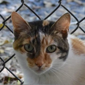 sachikoko's tweet photo. 🙏🏾PLEASE SHARE
🌻Shy, Sweet 3YO #Calico Kitty "CALI"🌻
🛎Needs A Calm, Patient🏡#FureverHome🏡
▶4 INFO https://t.co/5Rc5Jcdr33
🙏🏽#Adopt #AdoptDontShop #AdoptMe
#Acampo, #CA #Lodi #SanJoaquinCounty #CentralValley
✅Cats✅Older Kids @AdoptRescueCats #Cats
#RehomeHour #US #Cats https://t.co/9oOutBrDy0