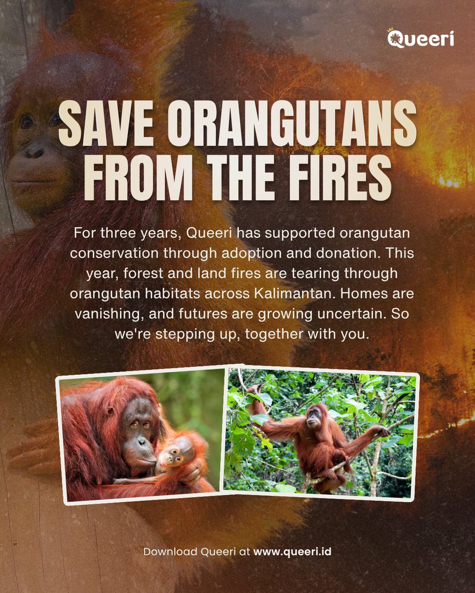 queeri_official's tweet photo. Save Orangutans with Queeri! 🦧💜

Forest fires are threatening orangutan habitats in Kalimantan. Thick smoke and scorching flames are destroying their homes and putting their lives at risk.

Let’s donate and help protect them together with Queeri!

🔗 Donate now: https://t.co/xx9IMyVRcM

A little from us can mean so much to them
-
Selamatkan Orangutan bersama Queeri! 🦧💜
Kebakaran hutan mengancam habitat orangutan di Kalimantan. Asap pekat dan panasnya api melahap rumah serta kehidupan mereka.

Yuk, ikut berdonasi dan bantu lindungi mereka bersama Queeri!

🔗 Donasi sekarang:  https://t.co/xx9IMyVRcM

Sedikit dari kita, berarti besar untuk mereka

#SaveOrangutans #PrayForKalimantan #Queeri #Queeri_Charity