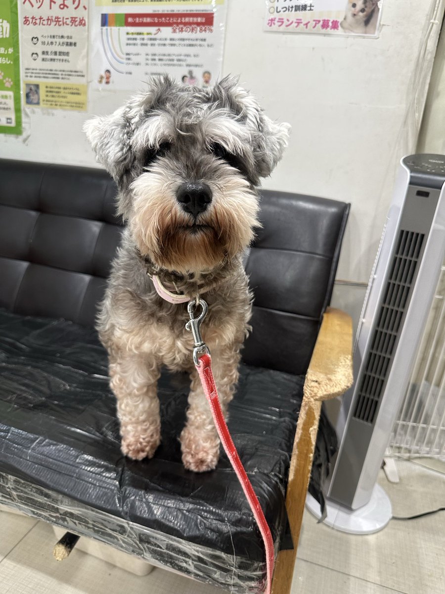 sasaki_inuneko's tweet photo. 本日、東京支部で保護した5歳Mシュナの♀です。
高齢の飼い主が介護施設入居の為飼えなくなりました、、、 https://t.co/hQwMcvPUQB